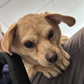 Chihuahua and Mixed Breed Dogs Available for Adoption in Quakertown, Pennsylvania - Frankie | PetCurious