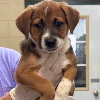 Rough Collie and Mixed Breed Dogs Available for Adoption in New York, New York - Grits | PetCurious