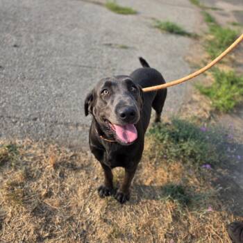 Hannah -  Mixed Breed Dog for Adoption in Spokane, Washington - Hannah | PetCurious