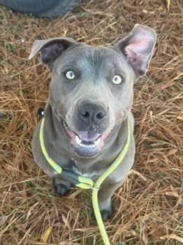 Sunshine: Adopt or Forever Foster -  Labrador Retriever Dog for Adoption in Rochester, New York - Sunshine: Adopt Or Forever Foster | PetCurious