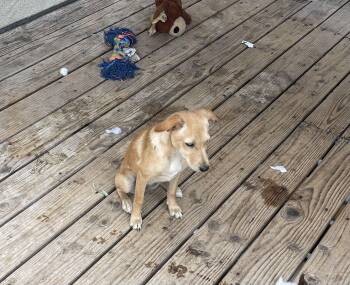 Rescue Chihuahua Dogs for Adoption in Chula Vista, California - Hazel | PetCurious