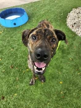Rescue Mountain Cur Dogs for Adoption in Indianapolis, Indiana - Howard | PetCurious