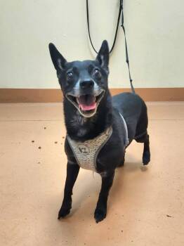 Rescue Chihuahua and Terrier Dogs for Adoption in Kennewick, Washington - Trip | PetCurious