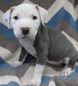 Staffordshire Bull Terrier Dogs Available for Adoption in Thief River Falls, Minnesota - Patch | PetCurious
