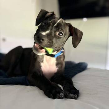 Morticia -  Mixed Breed Dog for Adoption in Port Richey, Florida - Morticia | PetCurious