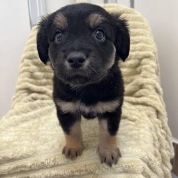 Hamsa -  Terrier and Chihuahua Dog for Adoption in Kanab, Utah - Hamsa | PetCurious