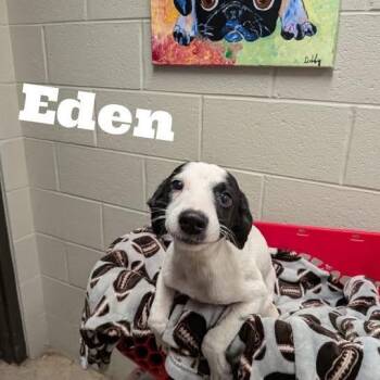 Eden -  Labrador Retriever Dog for Adoption in Williston, Vermont - Eden | PetCurious