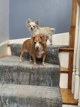 Beagle and Chihuahua Dogs Available for Adoption - Miss Sandy (Bev-fostered In NE) | PetCurious