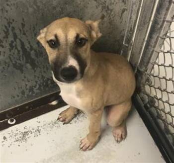 A431966 -  Belgian Shepherd Malinois and Mixed Breed Dog for Adoption in Conroe, Texas - A431966 | PetCurious