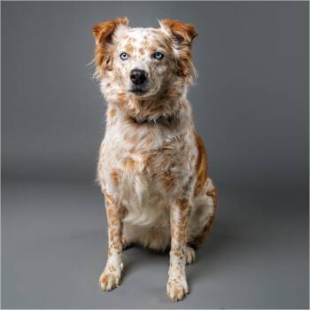 Bush -  Australian Shepherd Dog for Adoption in Palm Springs, California - Bush | PetCurious