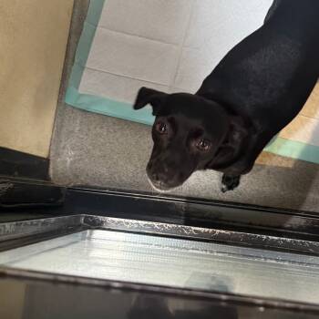 Rescue Chihuahua Dogs for Adoption in Chino Hills, California - Fiona (C000-622) - City Of Industry Location | PetCurious