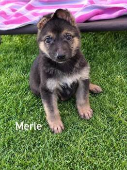 Merle -  German Shepherd Dog Dog for Adoption in Douglas, Massachusetts - Merle | PetCurious