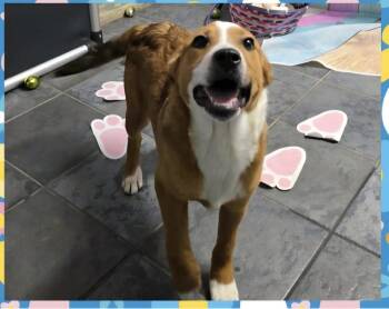 Beagle Dogs Available for Adoption - Marion Bros : Scout | PetCurious