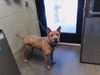 TABASCO -  Chow Chow and Mixed Breed Dog for Adoption in Tulsa, Oklahoma - TABASCO | PetCurious