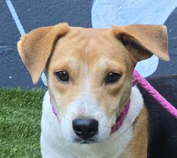 Sumac -  Beagle and Terrier Dog for Adoption in Newport, Tennessee - Sumac | PetCurious
