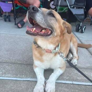 Lady -  Mixed Breed Dog for Adoption in East Peoria, Illinois - Lady | PetCurious