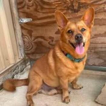 Scooter -  Corgi and Terrier Dog for Adoption in Mckenzie, Tennessee - Scooter | PetCurious