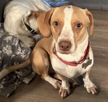 Beagle and Dachshund Dogs Available for Adoption in Tomball, Texas - Weston | PetCurious
