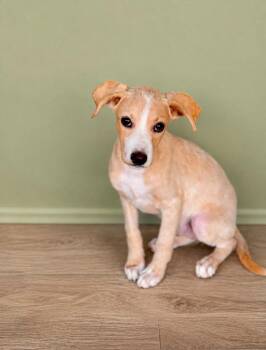 Vesta -  Plott Hound Dog for Adoption in Huntington, Indiana - Vesta | PetCurious