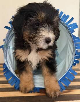 Lucy -  Bernadoodle and Goldendoodle Dog for Adoption in Blairstown, New Jersey - Lucy | PetCurious
