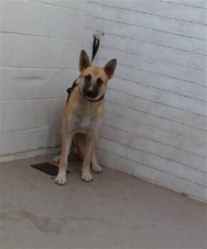 Belgian Shepherd Malinois Dogs Available for Adoption in San Bernardino, California - JOVIE | PetCurious