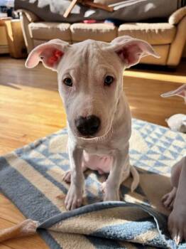 Pit Bull Terrier Dogs Available for Adoption in Fairbanks, Alaska - ROSE | PetCurious