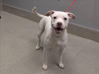 SWEETY -  Pit Bull Terrier Dog for Adoption in Las Vegas, Nevada - SWEETY | PetCurious