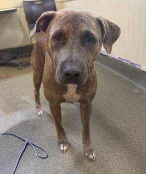 MAMA SHARK -  Mixed Breed Dog for Adoption in Jacksonville, Florida - MAMA SHARK | PetCurious