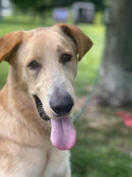 Zues -  Labrador Retriever Dog for Adoption in Springfield, Illinois - Zues | PetCurious