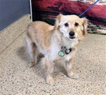 Dachshund and Mixed Breed Dogs Available for Adoption in Doral, Florida - JOSH | PetCurious