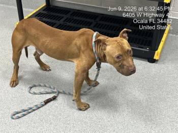 VACAY -  Pit Bull Terrier Dog for Adoption in Ocala, Florida - VACAY | PetCurious