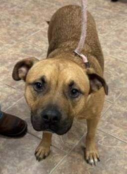 Zipper -  Pit Bull Terrier Dog for Adoption in Littleton, Colorado - Zipper | PetCurious
