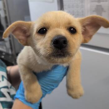 Ivy -  Cairn Terrier and Chihuahua Dog for Adoption in Hattiesburg, Mississippi - Ivy | PetCurious