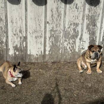 English Bulldog Dogs Available for Adoption - Dozer | PetCurious