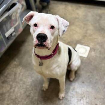 Boxer Dogs Available for Adoption - Aisling | PetCurious