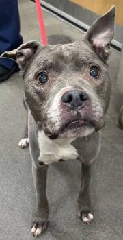 BRANDY -  Pit Bull Terrier and Mixed Breed Dog Available for Adoption - BRANDY | PetCurious