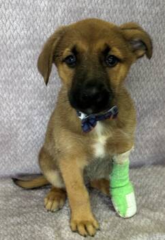 Shepherd Dogs Available for Adoption - Bear | PetCurious