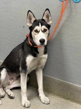 LADY KILO RUNNER -  Siberian Husky and Mixed Breed Dog for Adoption in Las Vegas, Nevada - LADY KILO RUNNER | PetCurious