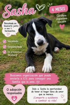 Sasha -  Labrador Retriever Dog for Adoption in New York, New York - Sasha | PetCurious