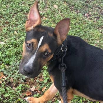 Teddi -  German Shepherd Dog Dog for Adoption in San Antonio, Texas - Teddi | PetCurious