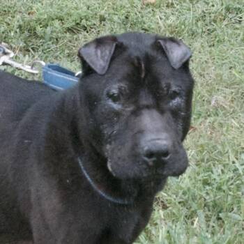 Rescue Shar Pei Dogs for Adoption in Gloucester, Virginia - Bugsy | PetCurious