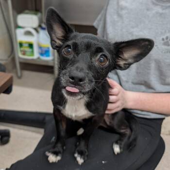 Mini -  Chihuahua and Terrier Dog for Adoption in Ardmore, Oklahoma - Mini | PetCurious
