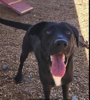 SABLE -  Labrador Retriever and Mixed Breed Dog for Adoption in Albuquerque, New Mexico - SABLE | PetCurious
