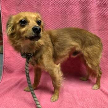 Chihuahua Dogs Available for Adoption in Long Beach, California - MIGHTY | PetCurious