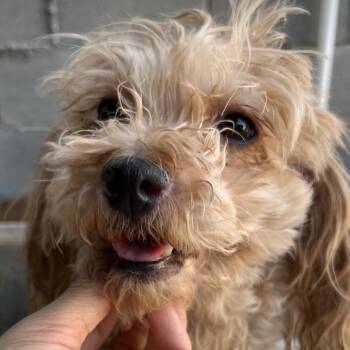 Gretchen -  Poodle Dog for Adoption in Escondido, California - Gretchen | PetCurious