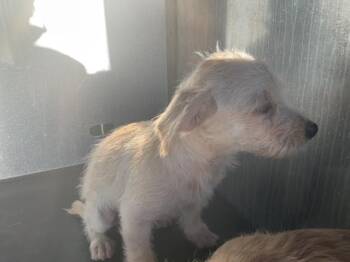 CASHEW -  Chihuahua Dog for Adoption in Ontario, California - CASHEW | PetCurious