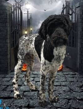 Rescue Poodle Dogs for Adoption in Chattanooga, Tennessee - Bram | PetCurious