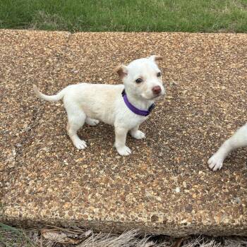 Chihuahua and Chiweenie Dogs Available for Adoption - Yodel | PetCurious