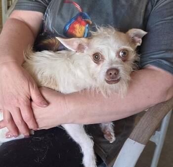 Sugar Cookie -  Chihuahua and Terrier Dog for Adoption in Thornton, Colorado - Sugar Cookie | PetCurious