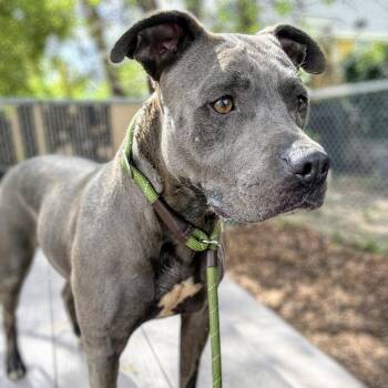 Pit Bull Terrier Dogs Available for Adoption in Oakland, California - Gala | PetCurious